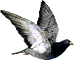 Ping Gauche Pigeon | Conseil N°22 – Pigeon Voyageur | Conseils Du Mois