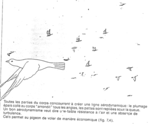 L 039 Aile Et Le Vol 2 Pigeon Voyageur | Le Fond De La Question