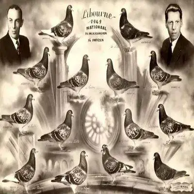 Van Riel pigeons