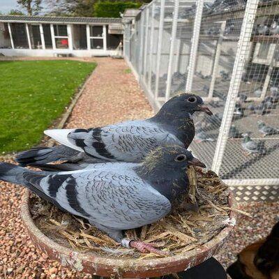 De L Oeuf Au Pigeonneau 4 Pigeon Voyageur