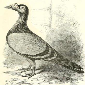 pigeon — Wiktionnaire, le dictionnaire libre