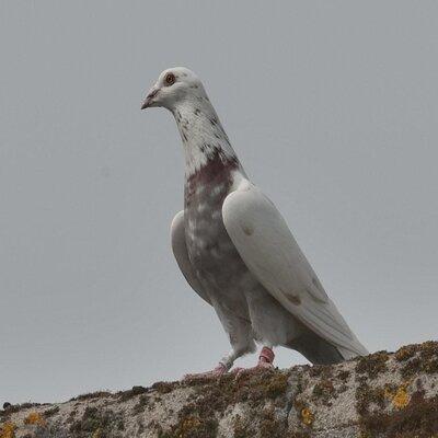 Les Instincts Chez Les Pigeons 1